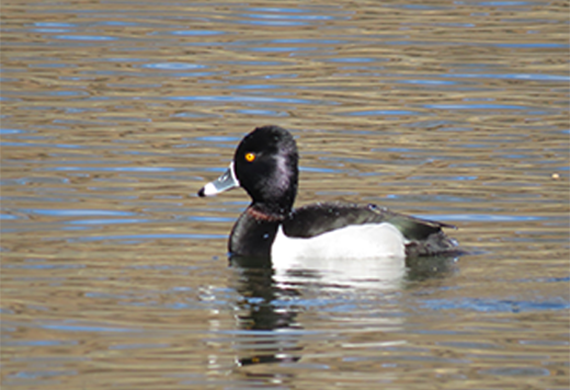 Ring-necked Duck by Simon Thompson